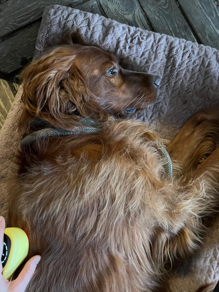 Hundephysiotherapie Berlin Franziska Reichert (2)