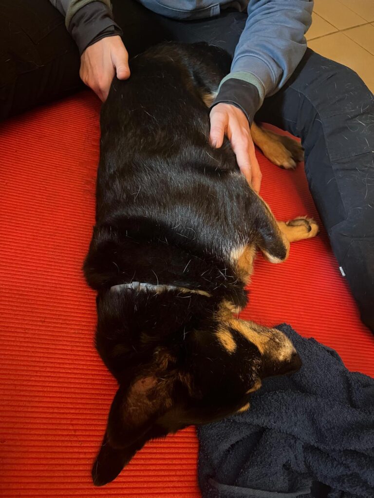 Hundephysiotherapie Berlin Franziska Reichert (4)