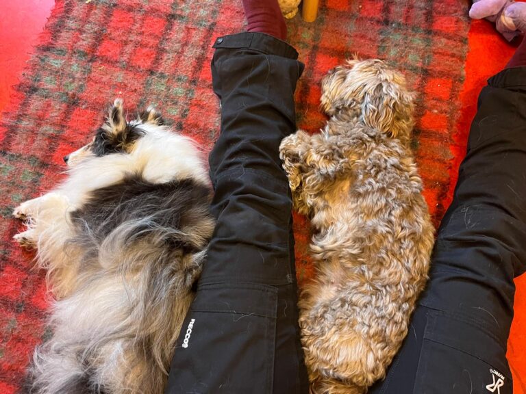 Hundephysiotherapie Berlin Franziska Reichert (6)