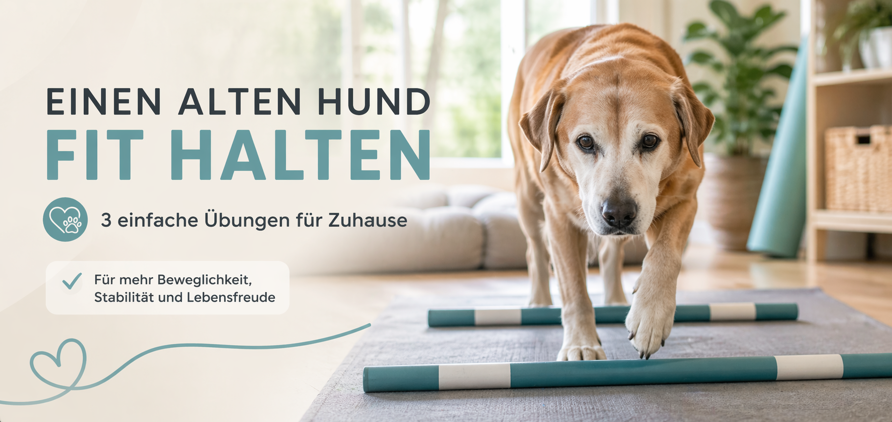 Alter Hund beim Training in der Hundephysiotherapie Berlin – Übungen für Zuhause