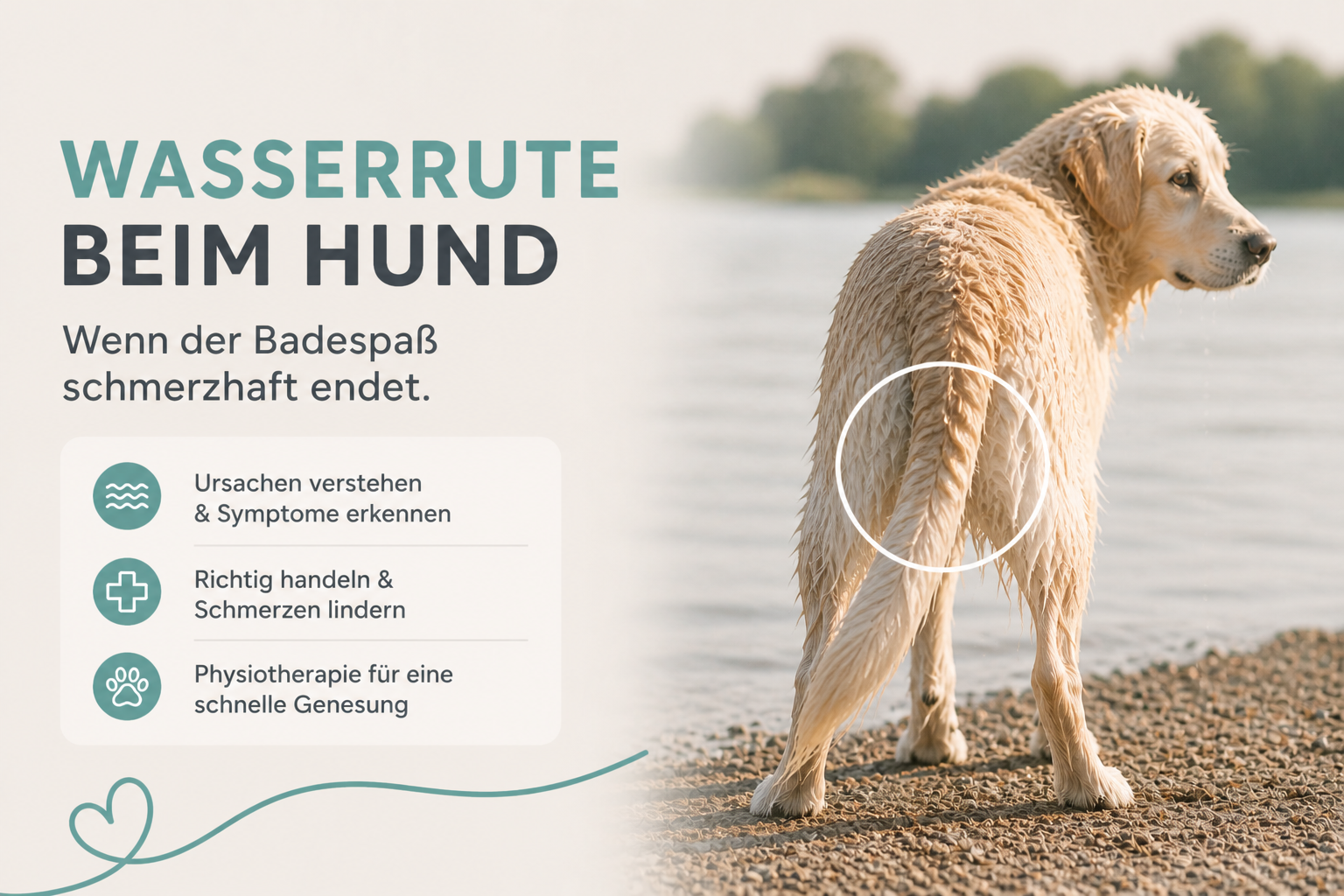 Wasserrute beim Hund – wenn der Badespaß schmerzhaft endet